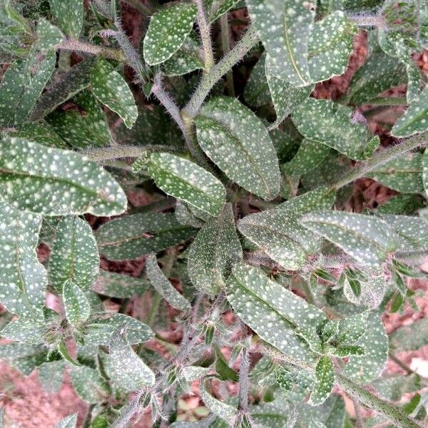 Echium sabulicola Leaf