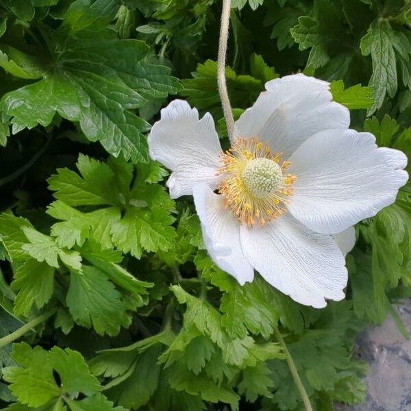 Anemonoides sylvestris Flower