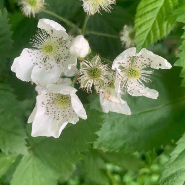 Rubus argutus Кветка