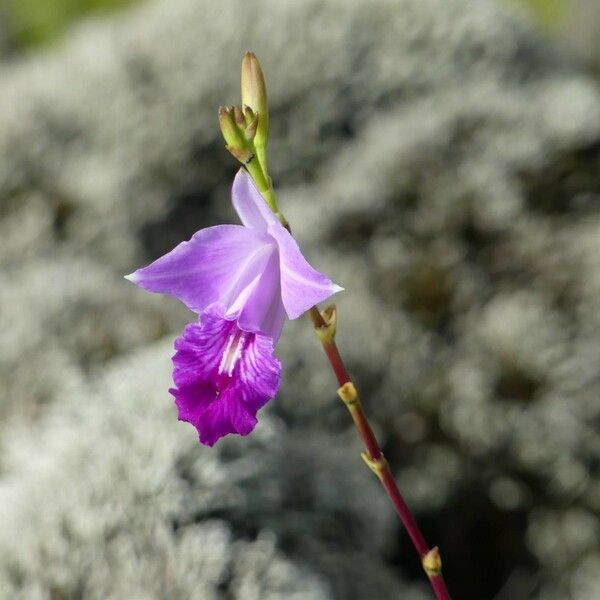 Arundina graminifolia Цвят