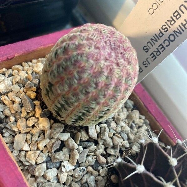 Echinocereus rigidissimus 叶