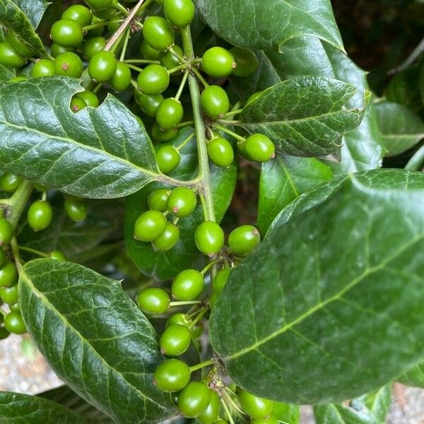 Ilex opaca 果實