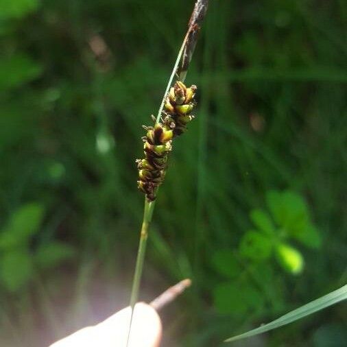 Carex panicea ফুল