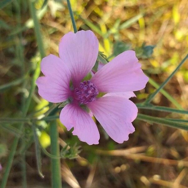 Althaea cannabina Lorea