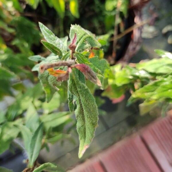 Oenothera fruticosa 叶