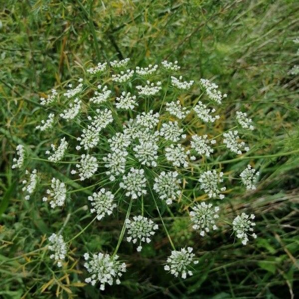 Ammi majus Blüte