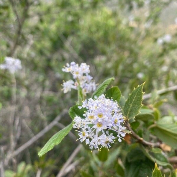 Ceanothus tomentosus Квітка