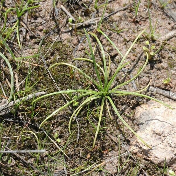 Isoetes longissima ശീലം