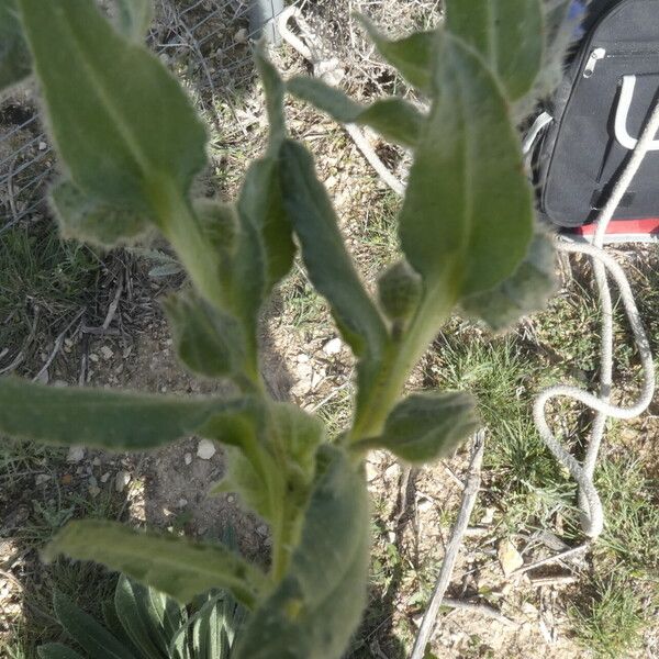 Nonea micrantha Leaf