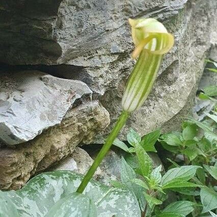Arisarum vulgare Квітка
