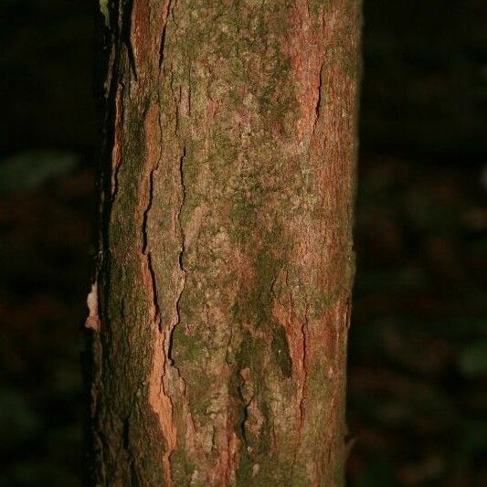 Posoqueria latifolia बार्क (छाल)