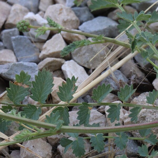 Sanguisorba verrucosa Leaf