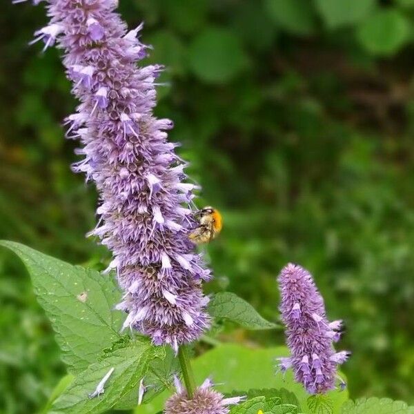 Agastache foeniculum Цветок