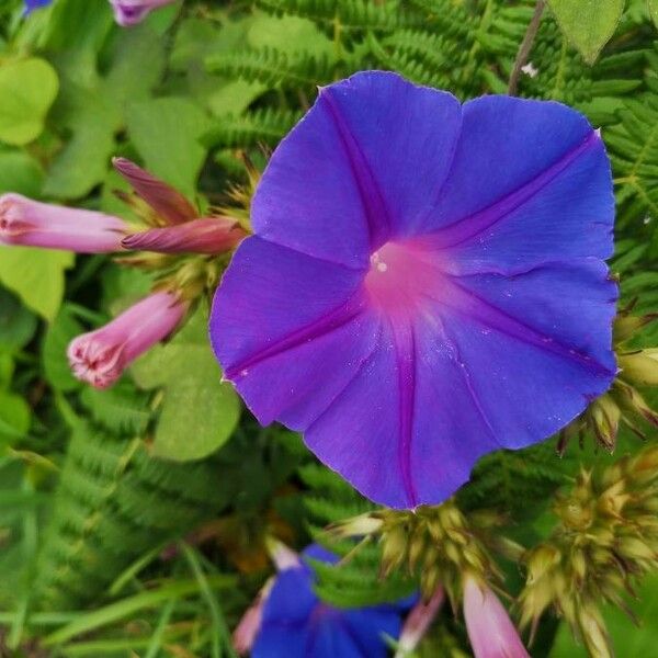 Ipomoea indica 花