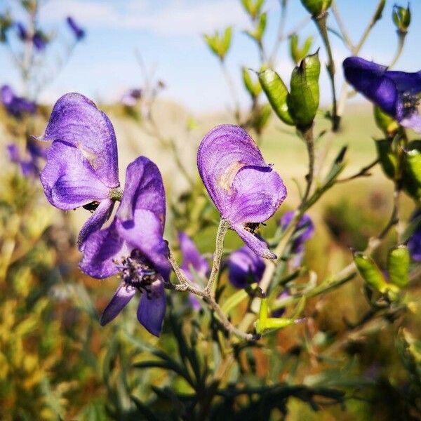 Aconitum napellus Žiedas