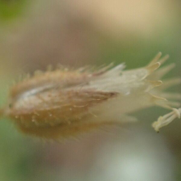 Cerastium pumilum Fruit