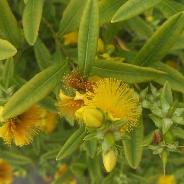 Hypericum prolificum Folha