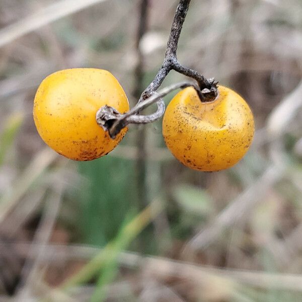 Solanum carolinense Hedelmä