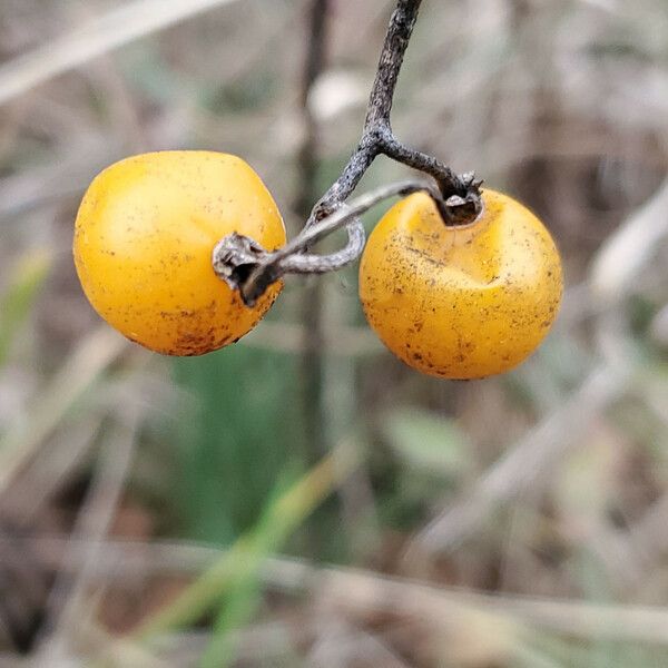 Solanum carolinense Owoc