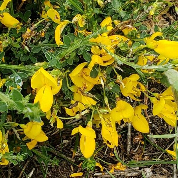 Cytisus decumbens Flor