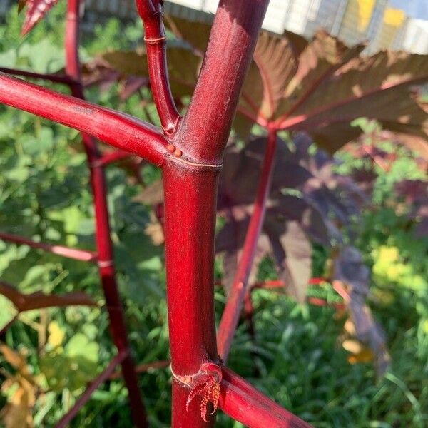 Ricinus communis Kůra