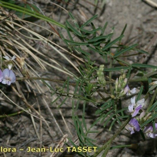 Astragalus austriacus Pokrój