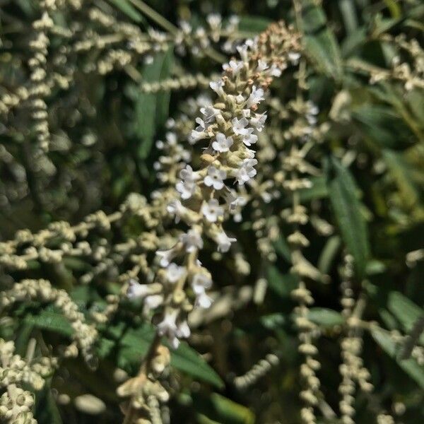 Buddleja asiatica Flower