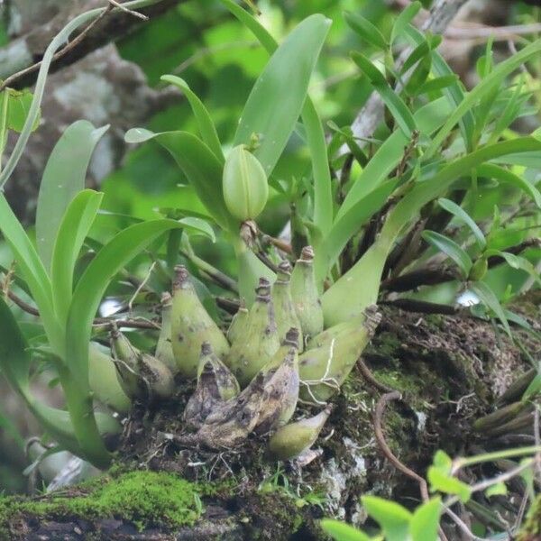 Prosthechea fragrans Foglia