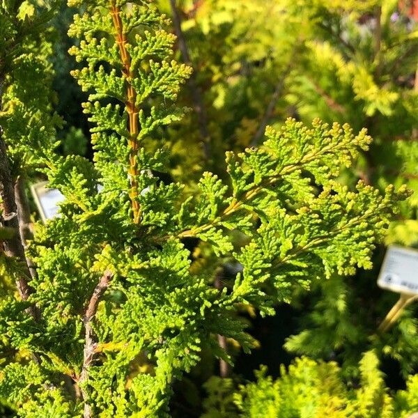 Chamaecyparis pisifera পাতা