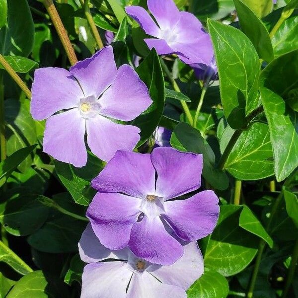 Vinca major Kvet