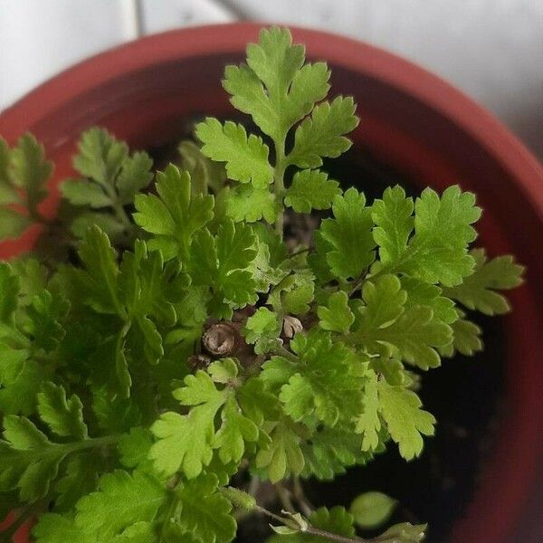 Artemisia annua Blad