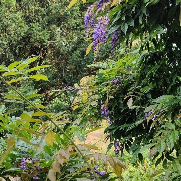 Wisteria sinensis आदत