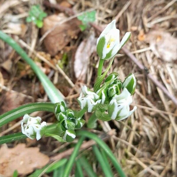 Ornithogalum divergens Floro