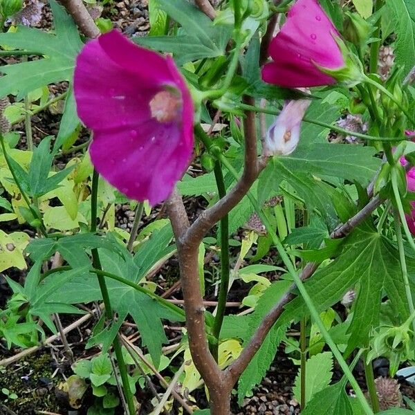 Callirhoe bushii Flower