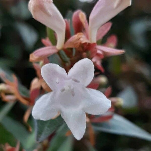 Abelia grandiflora Flower