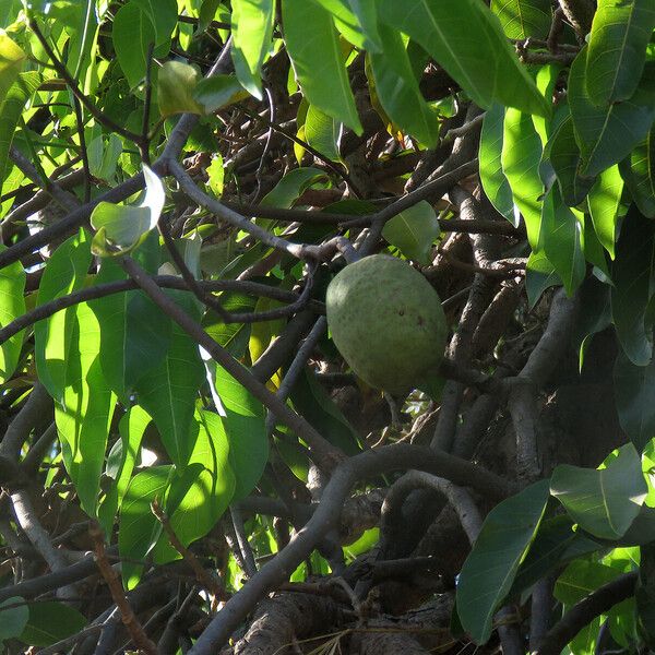 Saba senegalensis 果實