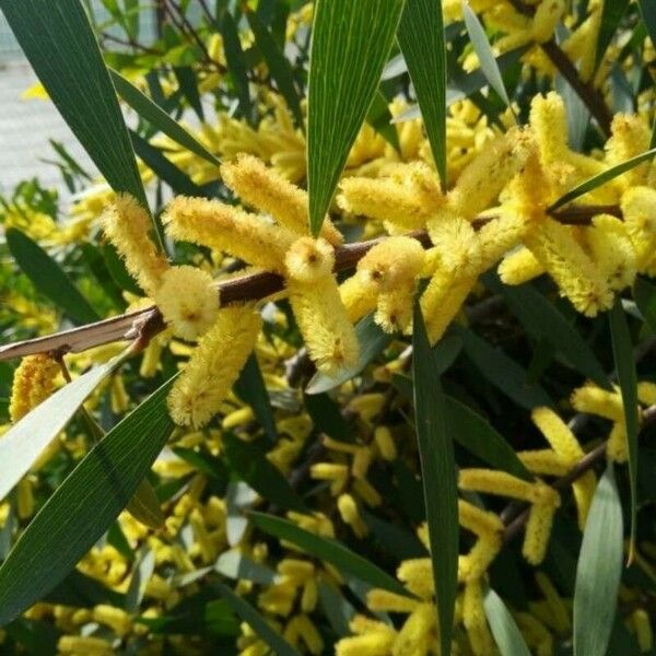 Acacia longifolia Blomma