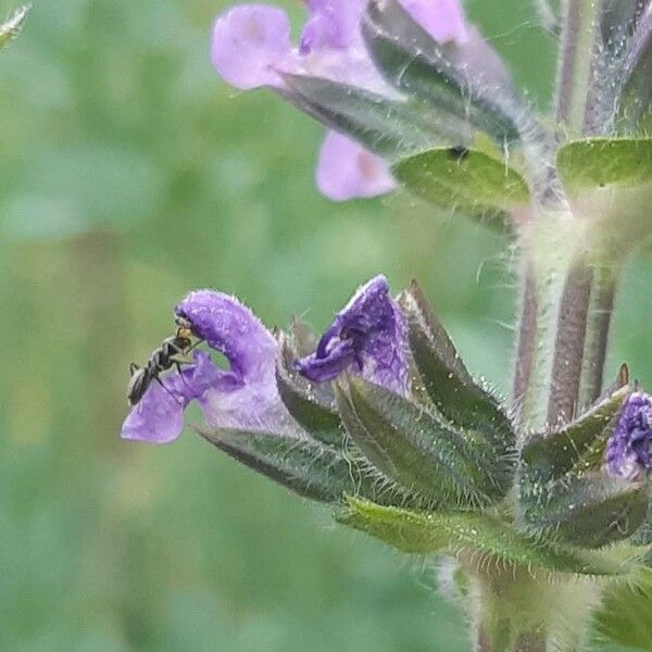 Salvia verbenaca Flower