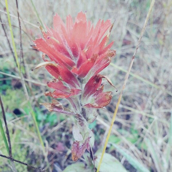 Castilleja miniata Blodyn