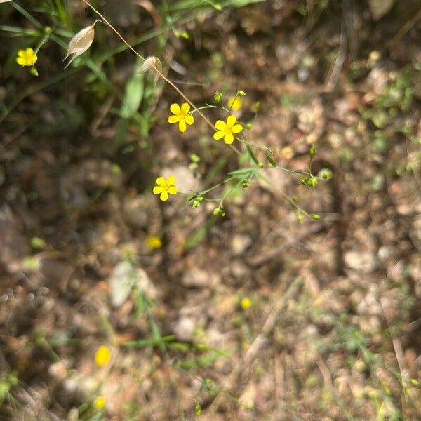 Linum trigynum Blomst