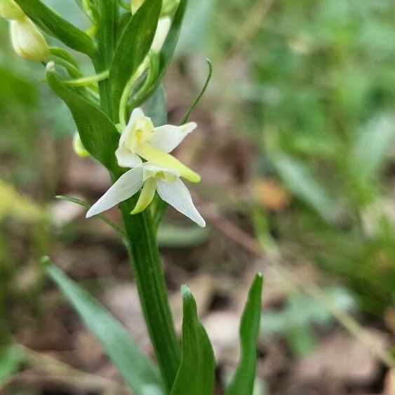 Platanthera bifolia Кветка