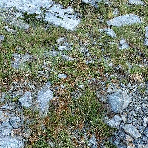 Lycopodium alpinum Natur