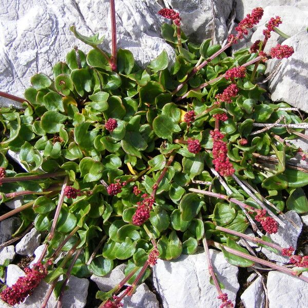 Rumex nivalis ᱮᱴᱟᱜ