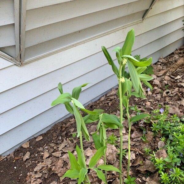 Polygonatum biflorum Feuille