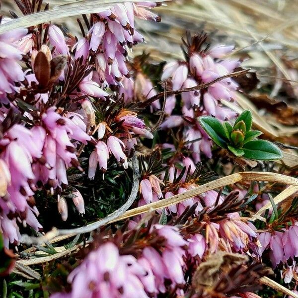 Erica carnea Flower