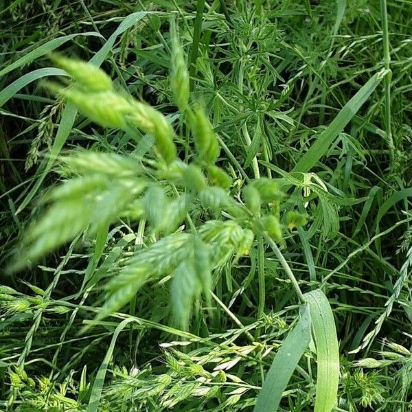 Bromus hordeaceus Flower