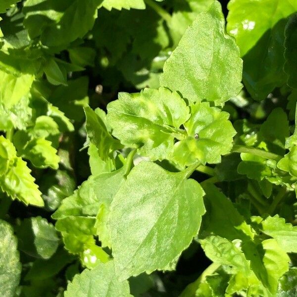 Torenia fournieri Leaf