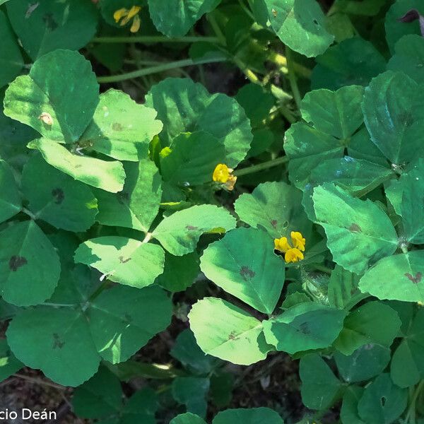 Medicago arabica Çiçek