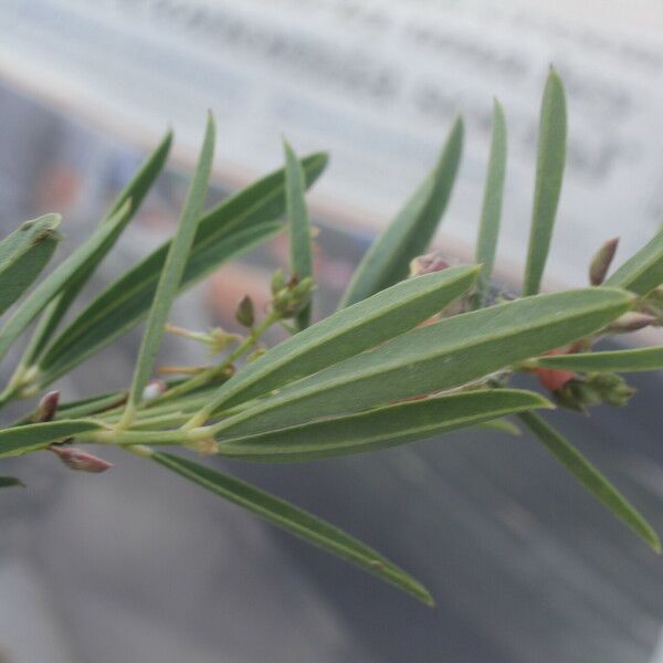 Indigofera lespedezioides Folha