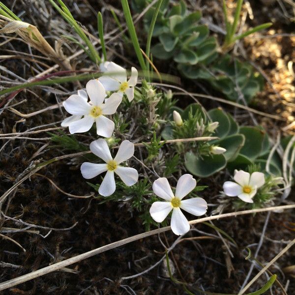 Phlox hoodii Цвят